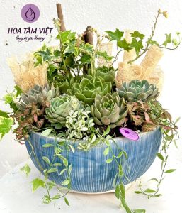 hoa sen da 1.hoatamviet