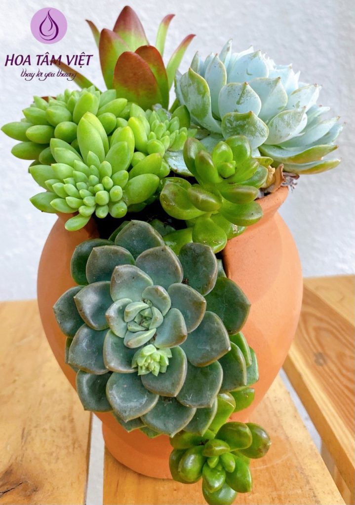 hoa sen da 5.hoatamviet