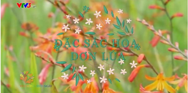 Hướng dẫn cắm hoa