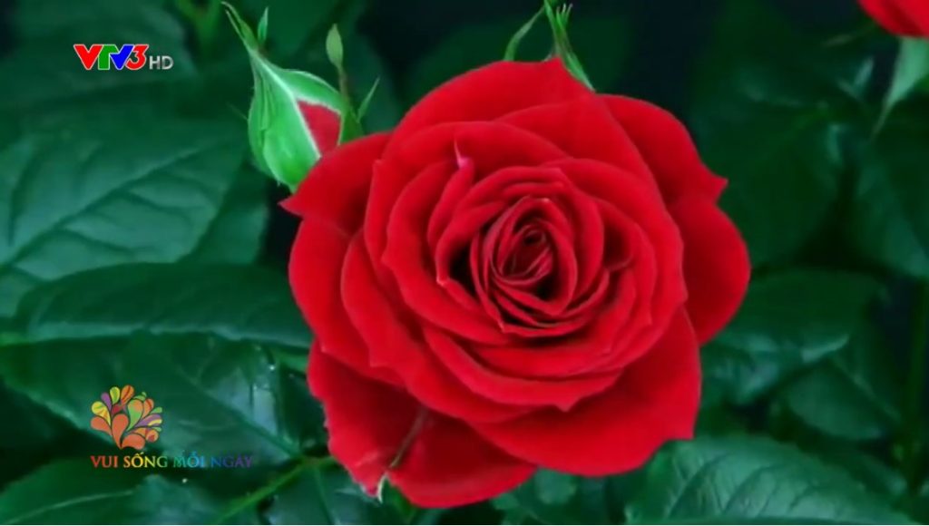 Kỹ năng cắm hoa