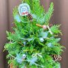 Hướng Dẫn Thiết Kế & Trang Trí Cây Thông Noel Làm Quà Tặng