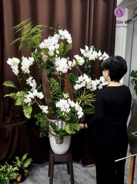 NHỮNG SỰ THẬT THÚ VỊ VỀ SẮC TRẮNG CỦA HOA LAN